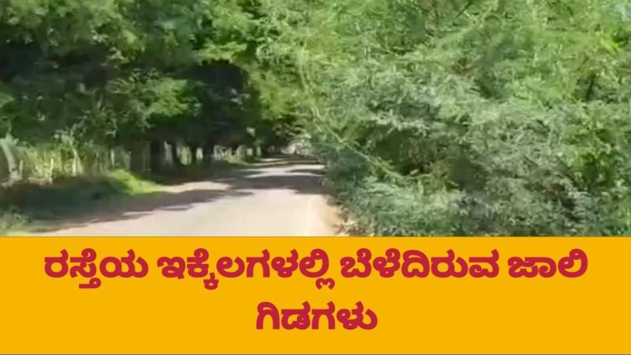 ಹನೂರು :ರಸ್ತೆ ಬದಿ ಚಾಚಿಕೊಂಡ ಜಾಲಿ ಮುಳ್ಳು : ಸವಾರರಿಗೆ ಸಂಕಟ