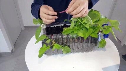 ¿Qué ha pasado con mis rábanos NO COMETAS ESTE ERROR AL CULTIVAR RABANITOS!!!