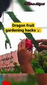 #dragonfruit gardening ideas for home gardening