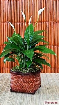 #garden - home gardening ideas -