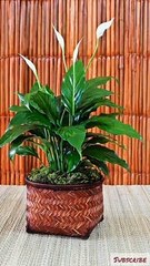 #garden - home gardening ideas -