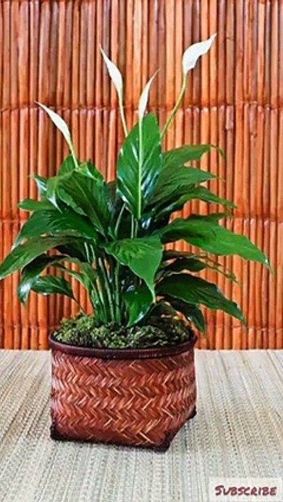 #garden - home gardening ideas -