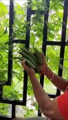 10 vegetables grow at home