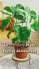 L’astuce anti-chaleur inattendue : les plantes  ! Voici les 7 plantes à avoir chez soi pour plus de fraicheur !