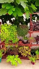 Garden decoration ideas #gardeningideasforhome #gardening