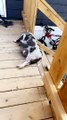 Sleeping Piggy Slides Off Stair