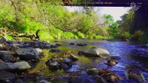 Healing Nature: Real Sounds of Mountain River Flowing (2023) | 1 Hour Relaxing Video