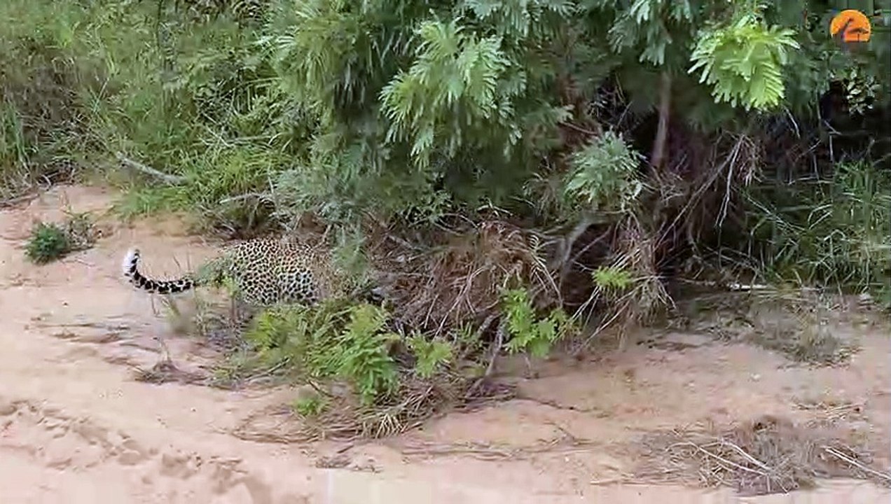 Innocent Baby Bird Walks up to Leopard - Crazy Ending