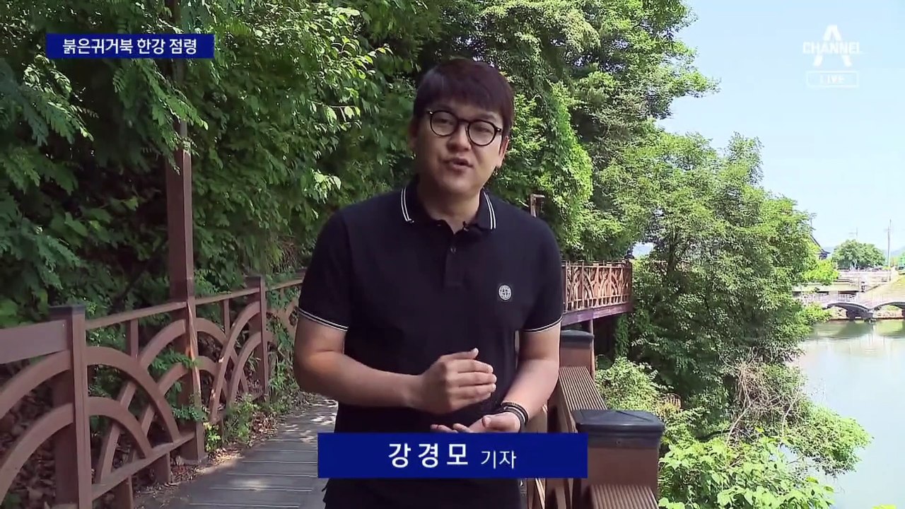 한강 상류 점령한 ‘생태계교란종’ 붉은귀거북