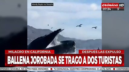 ¡Tremendo video muestra a dos turistas tragados por una ballena!