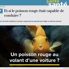 C'est dans l'actu : un poisson rouge au volant d'une voiture ?