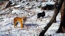 Une chèvre et un tigre sont meilleurs amis dans ce Zoo