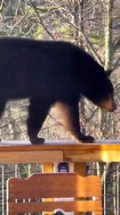 Tải video: Ce gros ours brun squatte un jacuzzi... la belle vie