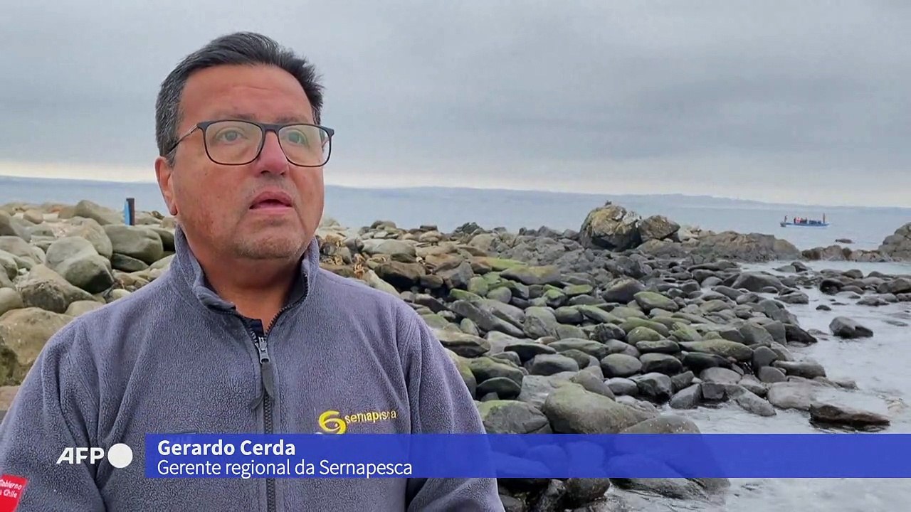 Chile redobra esforços contra morte da fauna marinha por gripe aviária