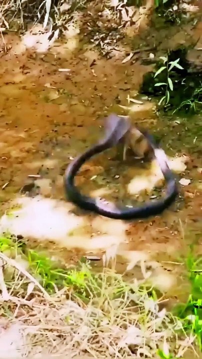 Snake vs Mongoose Fight