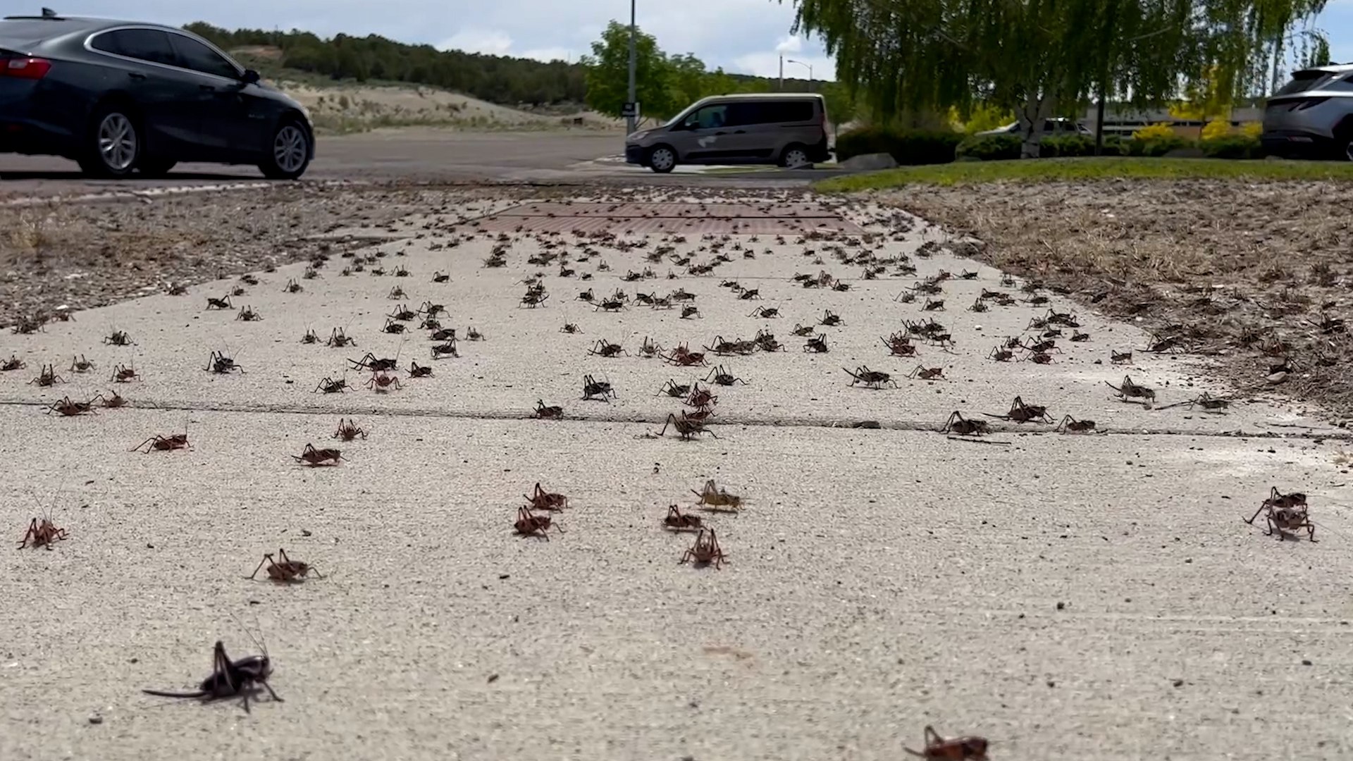 Des millions de criquets mormons envahissent le Nevada : « C'est le pire jour de ma vie! »