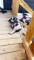 Sleeping Piggy Slides Off Stair