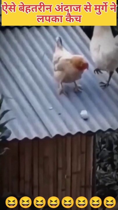 Funny video 2023 funny new video amezing video chicken dance