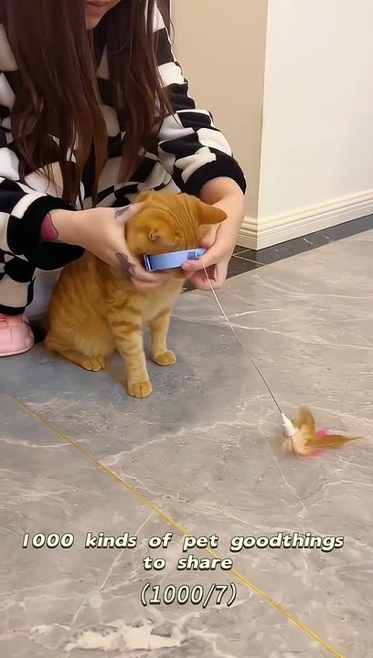 Funny Cats | Cat Fights | Cat Talk | Pet Animals #shorts #shortsvideos