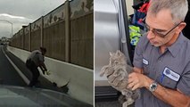 Kitten cowering inches from traffic on busy highway rescued by police