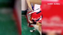 Kedi ile farenin dostluğu sosyal medyada viral oldu... İşte izleyenleri gülümseten o renkli anlar