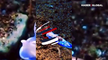 Bu da 'Minyatür Melo': Nadir görülüyor!