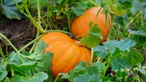 How and When to Harvest Pumpkins from Your Garden