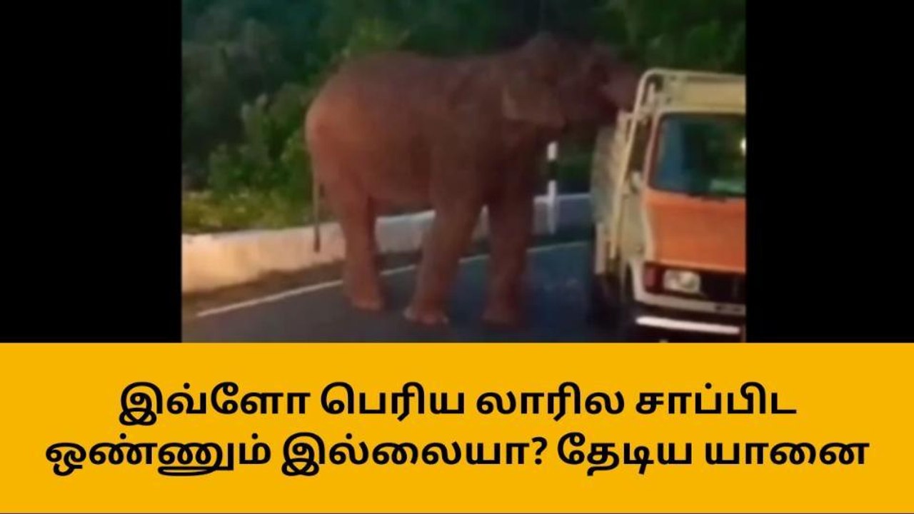 கோத்தகிரி மலைப்பாதையில் மினி லாரியை வழிமறித்த காட்டு யானை!