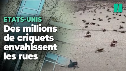 Download Video: Aux Etats-Unis, des millions de criquets envahissent une ville et créent la panique