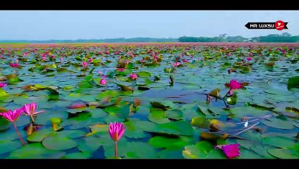 লাল শাপলা বিল । Lal Shapla Bill । Satla Shapla Bill Barishal । Shapla Bill Vromon Guide