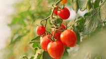 Avoid These 6 Mistakes When Buying Tomato Plants