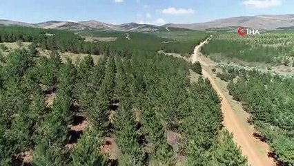Kırşehir'de Yağışlar Ormanlık Alanları Yeşillendirdi, Tarım Arazilerine Zarar Verdi