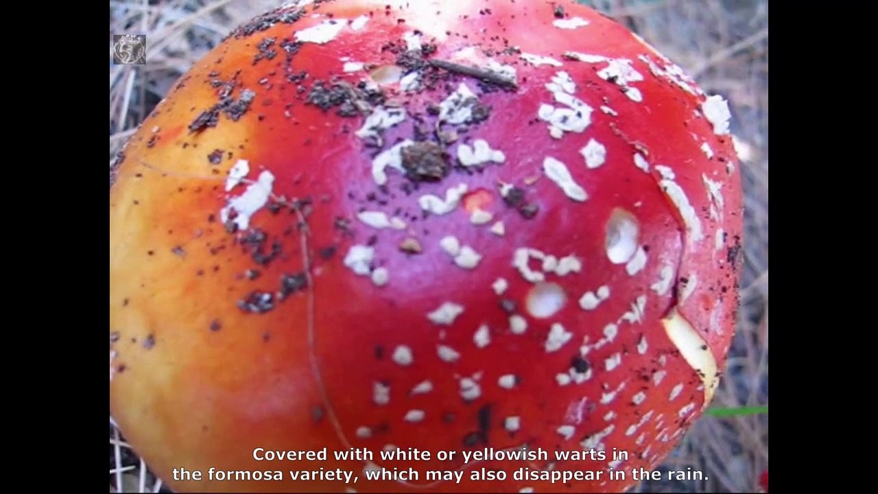 Amanita muscaria. English Text 3