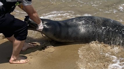 양양 해변에서 천연기념물 점박이물범 죽은 채 발견 / YTN