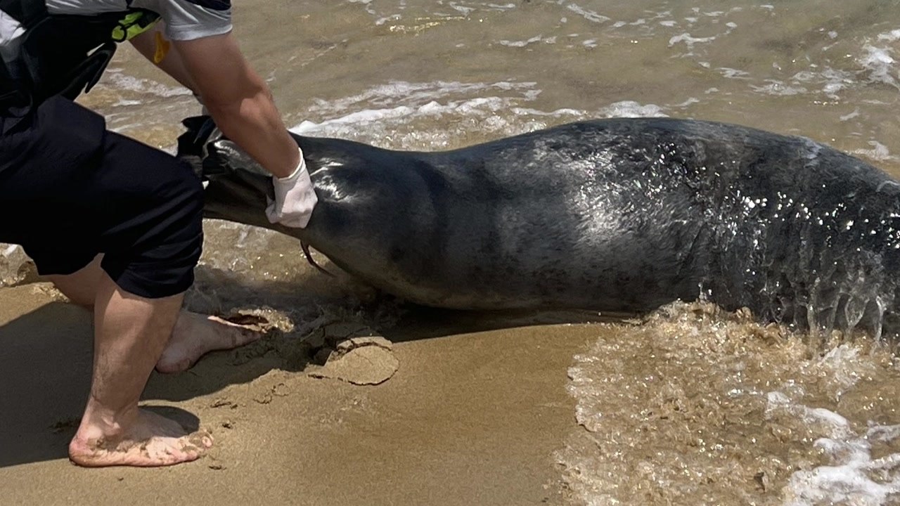 양양 해변에서 천연기념물 점박이물범 죽은 채 발견 / YTN