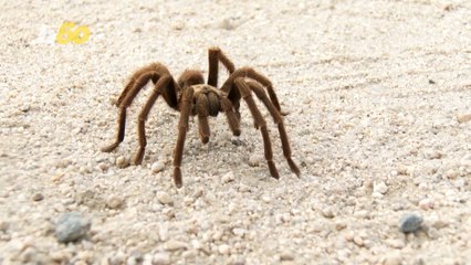 Get Ready to See some Spider Mating Action