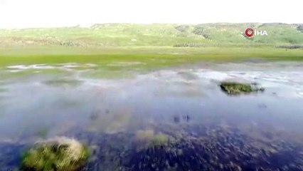 Doğa harikası Sütey Yaylası'nda renk cümbüşü