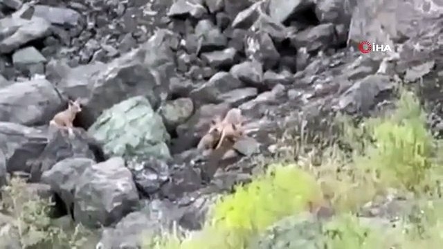 Elbistan'da Tilki Yavrularının Oyunları Kamerada