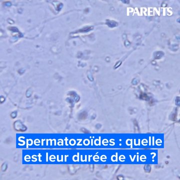 Spermatozoïdes : quelle est leur durée de vie ?