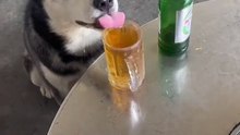 狗狗偷偷喝啤酒，結果醉倒了。Dog drinks beer and passes out.