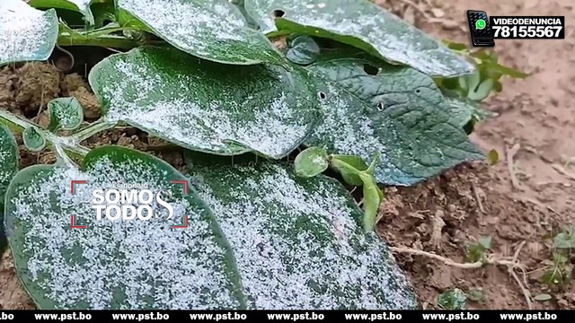 NEVADA EN LOS VALLES CRUCEÑOS