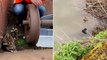 Tiny ducklings hiding with mother at Leeds museum rescued