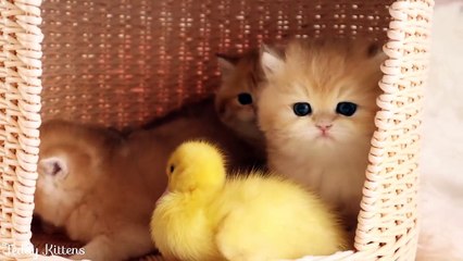 Why I don't have a Whiskers like yours_ Episode 2 (Kittens and duckling)