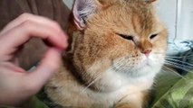 William _ British Shorthair golden cat