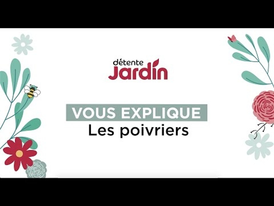 Cultivez des poivriers chez vous