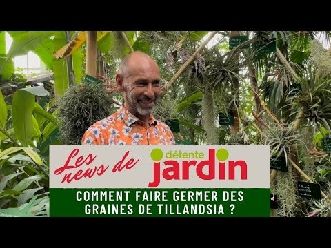 Comment faire germer des graines de tillandsia ?