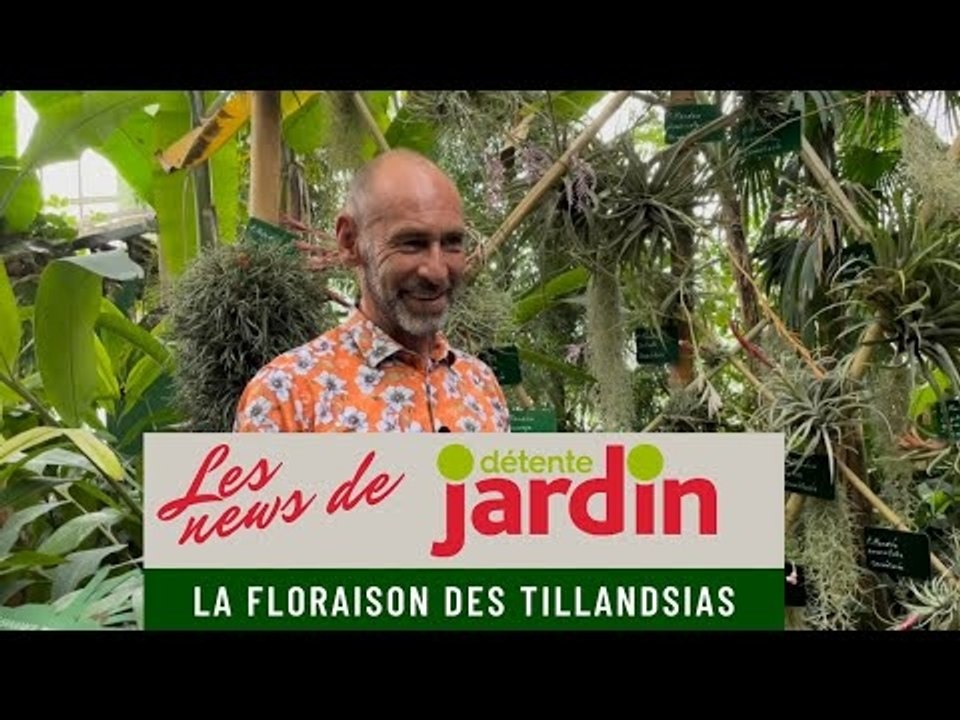 La floraison des tillandsias