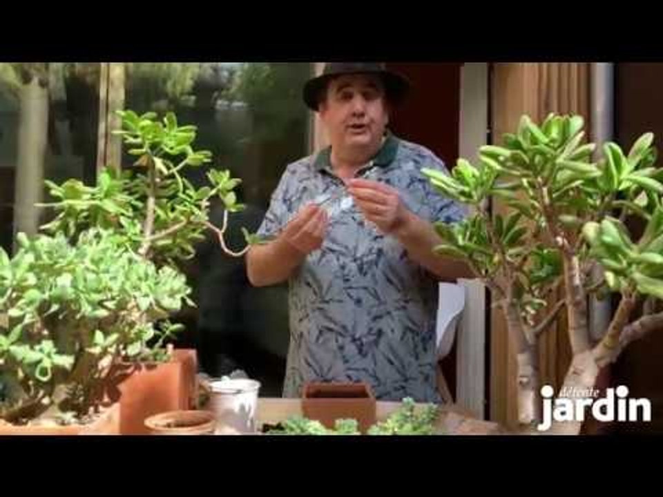 Comment faire une bouture de plante grasse