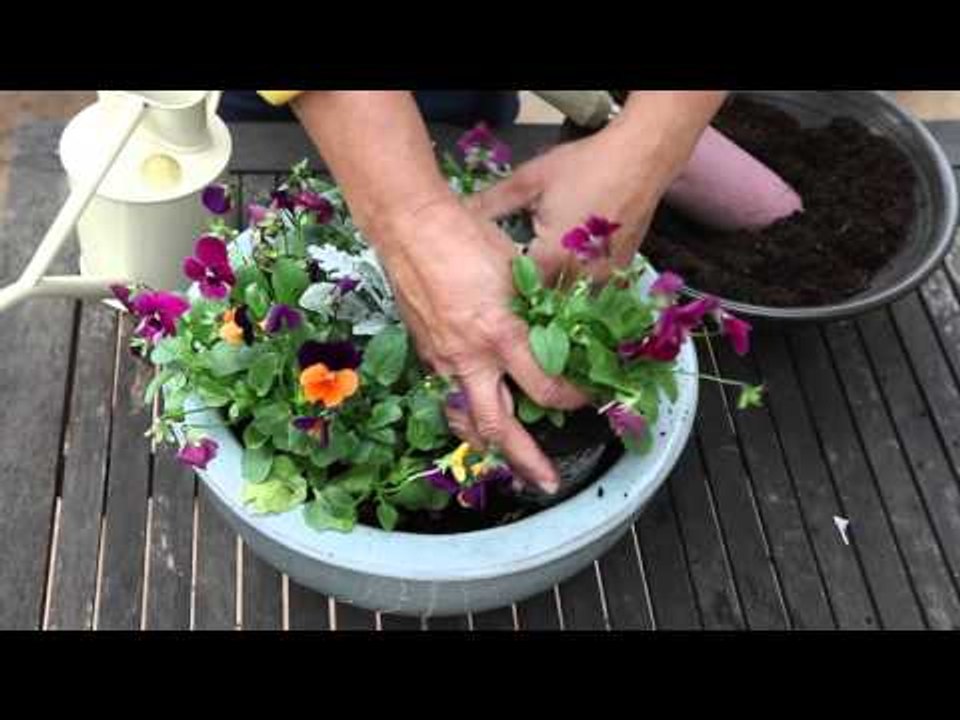 Créer une jardinière de pensées