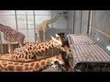 Le petit déjeuner des girafes du zoo de Paris
